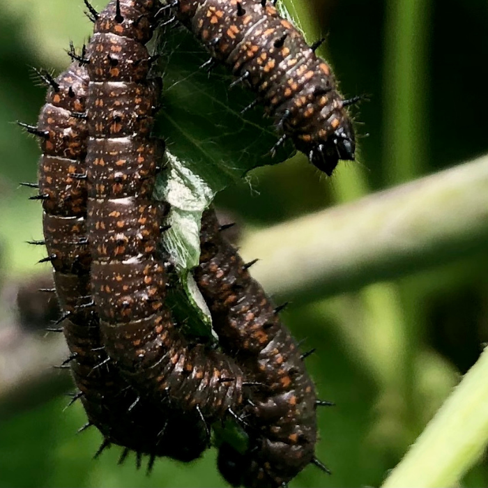 La metamorfosis. Khepri reserva natural en villa de lyeva- Colombia y la naturaleza